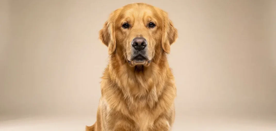 Primer plano de estudio de un magnífico Golden Retriever sentado con orgullo y mirando a la cámara. Su pelaje dorado es denso y extremadamente brillante, reflejando su excelente salud gracias al consumo de alimentos para perros de calidad premium. El fondo es un degradado beige suave y neutro.