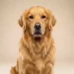 Primer plano de estudio de un magnífico Golden Retriever sentado con orgullo y mirando a la cámara. Su pelaje dorado es denso y extremadamente brillante, reflejando su excelente salud gracias al consumo de alimentos para perros de calidad premium. El fondo es un degradado beige suave y neutro.