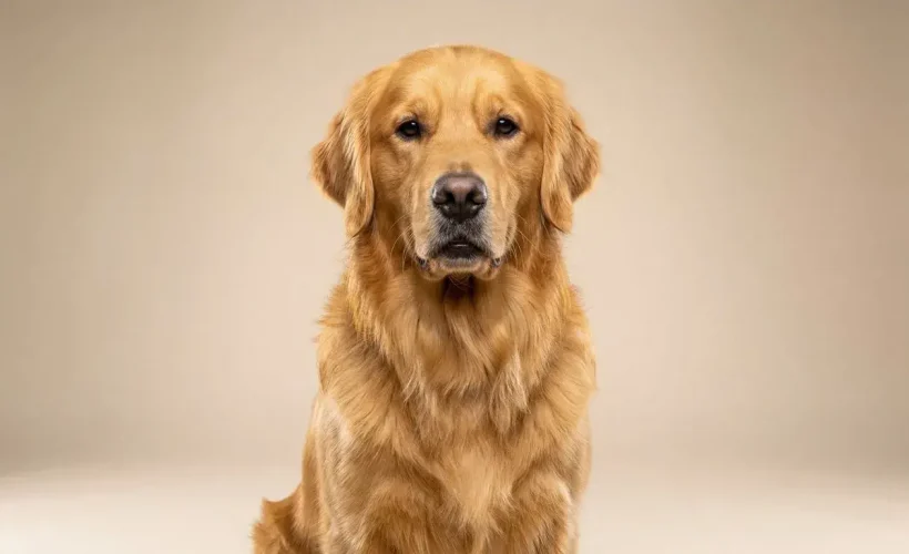 Primer plano de estudio de un magnífico Golden Retriever sentado con orgullo y mirando a la cámara. Su pelaje dorado es denso y extremadamente brillante, reflejando su excelente salud gracias al consumo de alimentos para perros de calidad premium. El fondo es un degradado beige suave y neutro.