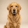 Primer plano de estudio de un magnífico Golden Retriever sentado con orgullo y mirando a la cámara. Su pelaje dorado es denso y extremadamente brillante, reflejando su excelente salud gracias al consumo de alimentos para perros de calidad premium. El fondo es un degradado beige suave y neutro.