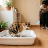 Fotografía sincera y de estilo documental dentro de un hogar peruano limpio. Un gato calicó saludable está orinando tranquilamente en un arenero de color claro con arena aglomerante fina. En el fondo borroso, se ve la mano de una dueña peruana sosteniendo una pala para la limpieza diaria.