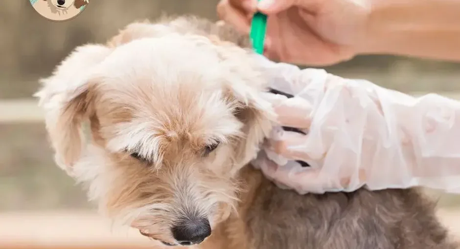 mantenimiento de antipulgas para perros