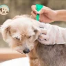 mantenimiento de antipulgas para perros