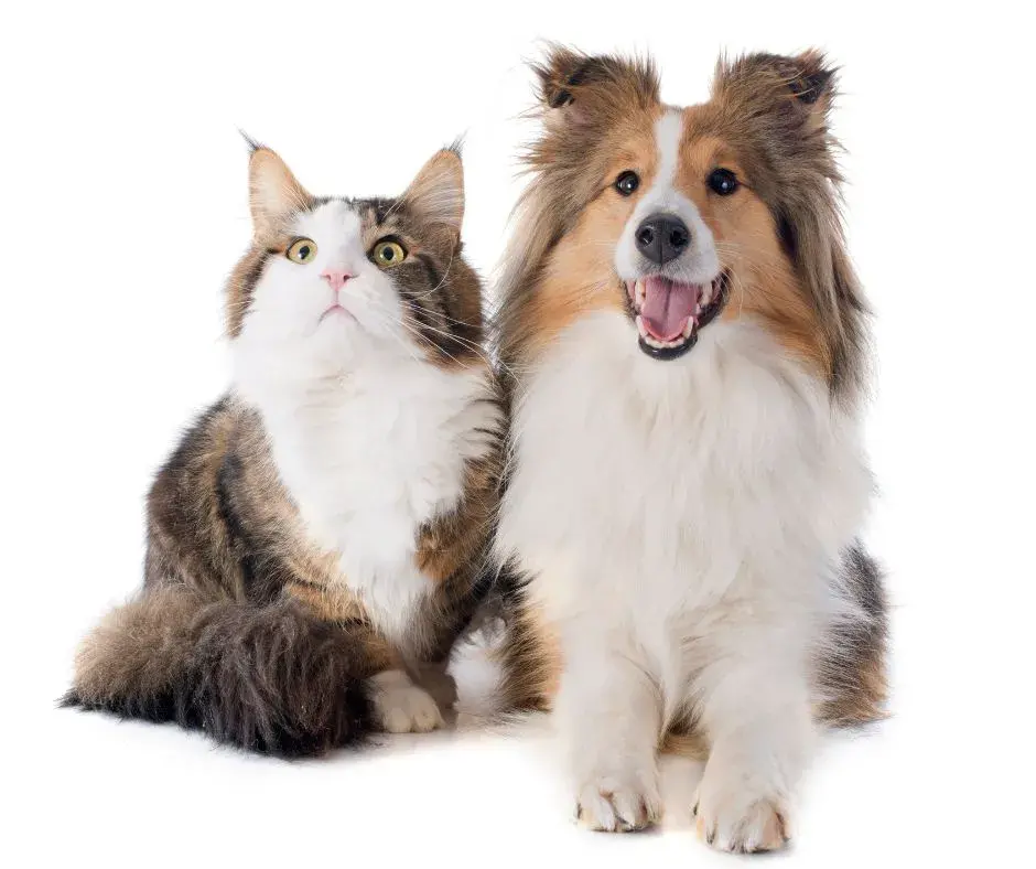 Perro y gato felices juntos sobre fondo blanco, representando la variedad de productos para mascotas en Rankana Perú.