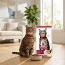 Gato doméstico saludable junto a bolsa de alimento Hill's Science Diet Adult 1-6 en una sala iluminada.