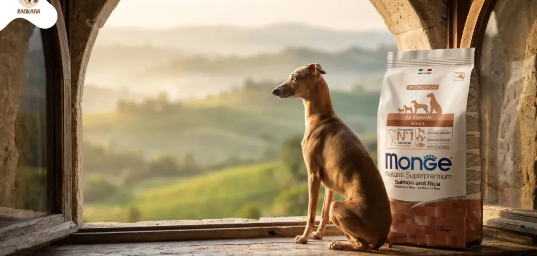 Fotografía premium de un Galgo Italiano sentado en un alféizar de ventana de piedra rústica, mirando un paisaje de colinas toscanas al amanecer. Junto a él, una bolsa de 2.5 kg de alimento para perros Monge Natural Superpremium All Breeds Salmon and Rice.