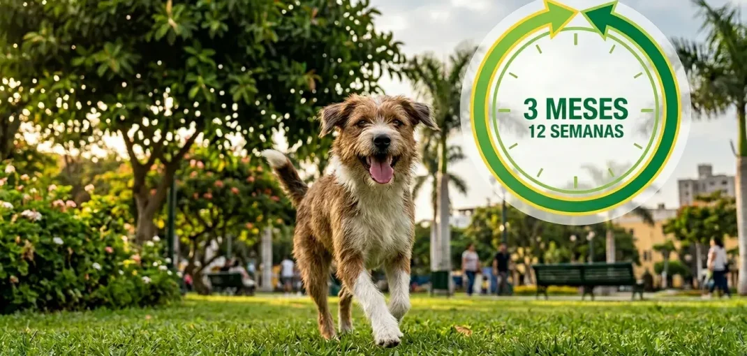 Un perro mestizo marrón y blanco corre felizmente sobre el césped de un parque verde y arbolado. En la esquina superior derecha, una infografía circular con anillos verdes y amarillos muestra claramente el texto "3 MESES 12 SEMANAS" en español.
