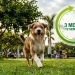 Un perro mestizo marrón y blanco corre felizmente sobre el césped de un parque verde y arbolado. En la esquina superior derecha, una infografía circular con anillos verdes y amarillos muestra claramente el texto "3 MESES 12 SEMANAS" en español.
