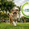 Un perro mestizo marrón y blanco corre felizmente sobre el césped de un parque verde y arbolado. En la esquina superior derecha, una infografía circular con anillos verdes y amarillos muestra claramente el texto "3 MESES 12 SEMANAS" en español.