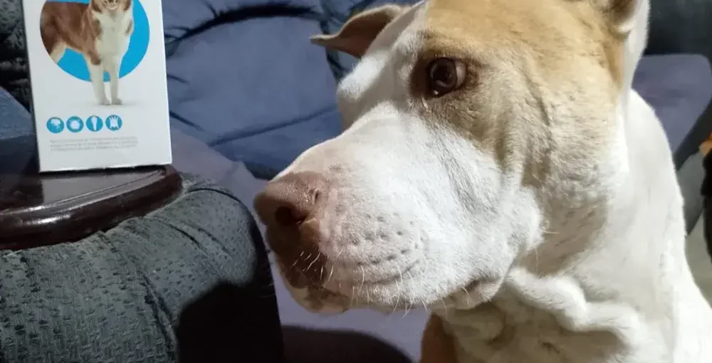 Perro de raza grande junto a su caja de Bravecto de 20 a 40 kg, producto original distribuido por Nutravet para Rankana Pet Shop.