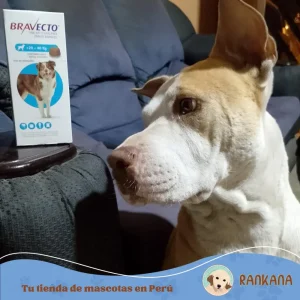 Perro de raza grande junto a su caja de Bravecto de 20 a 40 kg, producto original distribuido por Nutravet para Rankana Pet Shop.