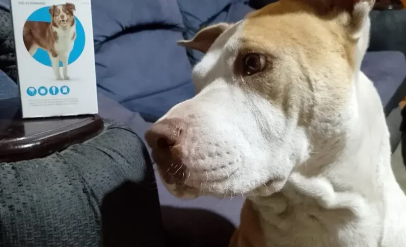 Perro de raza grande junto a su caja de Bravecto de 20 a 40 kg, producto original distribuido por Nutravet para Rankana Pet Shop.