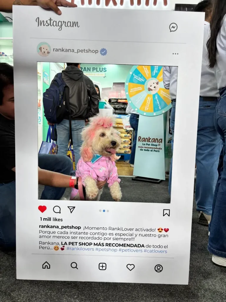 Perrito blanco con orejas teñidas de rosa y ropa colorida posando en el evento de Rankana.