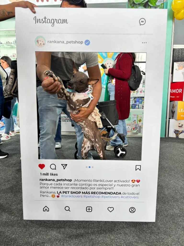 Perro sin pelo peruano con vestido posando con su dueño en la feria de mascotas de Rankana.